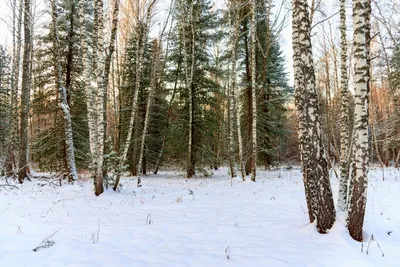 Зима в лесу - Картинки и фото рыбаков