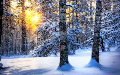 Зима в лесу купить в интернет-магазине Ярмарка Мастеров по цене 3900 ₽ –  HFKHNBY | Картины, Волгоград - доставка по России