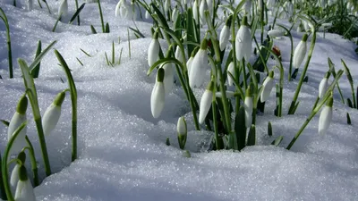 Скоро Весна🌞 | Счастливые картинки, Смешные открытки, Открытки