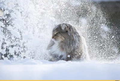 Фото очаровательных животных, которые радуются снегу | Телеканал СТБ