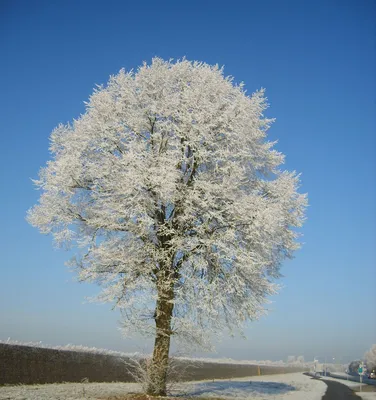 Зимнее дерево 49 картинок