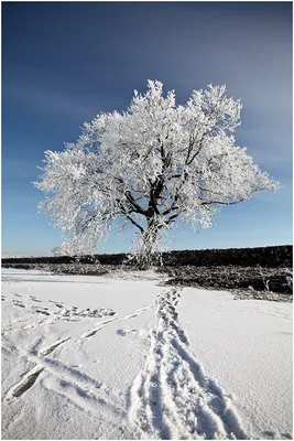 Бесплатные Зимнее дерево стоковые фотографии | FreeImages