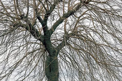Зимнее дерево, профессиональное фото…» — создано в Шедевруме