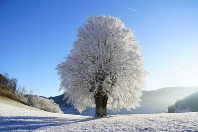 Роскошное зимнее дерево в инее | Winter landscape, Winter trees, Winter  scenes