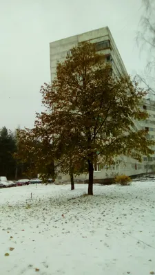 Поэтапное рисование зимнего дерева - 69 фото
