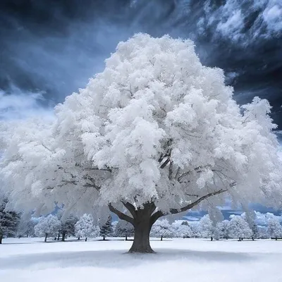 Зимнее дерево, вектор | Winter trees, Tree drawing, Tree art