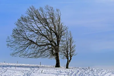 Рисунок зимнее дерево (49 фото) » Рисунки для срисовки и не только