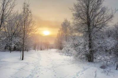 Зимнее солнце FOT658, UkrainArt - печатаные картины, репродукции на холсте  на UkrainArt
