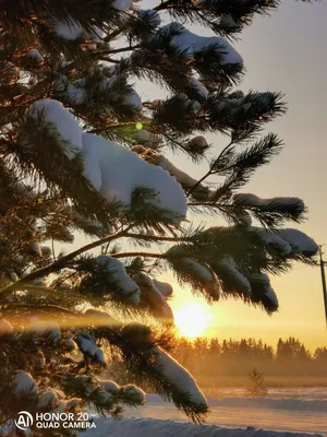 Фото: Зимнее солнце. Фотолюбитель Анна Мерцалова. Природа - Фотосайт  Расфокус.ру