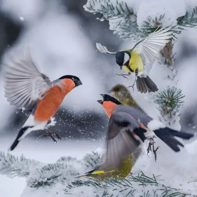 Зимующие птицы. 37 Фото | Домашние животные - самое важное | Дзен