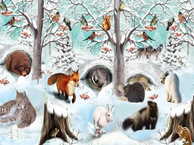 Зимнего леса с животными картинки