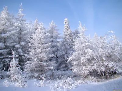 Зимний еловый лес - 53 фото