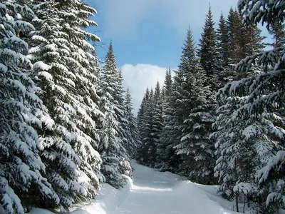 Сказочная красота зимнего леса. Февраль на юге Ленинградской области