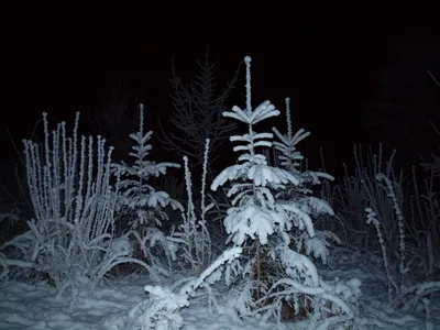 Фото зимнего леса | Природа Южного Урала | Дзен