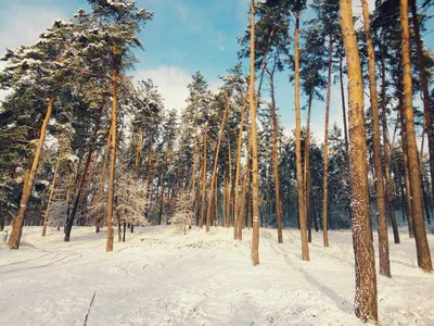 Еще фото зимнего леса. И чехлы!