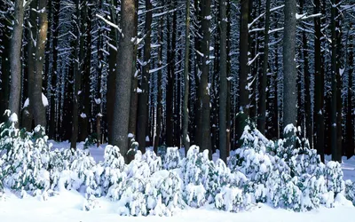 10 фото из зимнего леса | В кадре | Пульс 