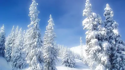 Зимний лес. Пейзаж зимнего леса в солнечный день. Snow-c стоковое фото  ©alexkich 178274582