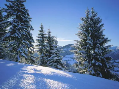 Картинки - Сказочный зимний Лес - подборка лучших фото зимнего леса