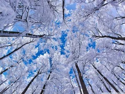 Зимняя природа | Блог  Путешествия отчеты сплавы лыжные походы  красивые фотографии Дед Виталя