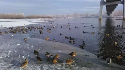 Утки, голуби и люди зимой на берегу реки Енисей