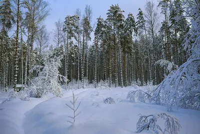 зимняя поляна. Photographer Volotskov Aleksandr