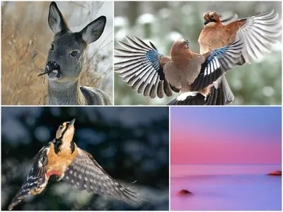 Зима птицы - фото и картинки: 88 штук