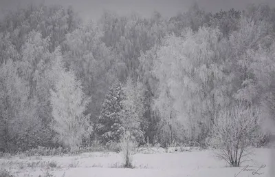 Чем заняться в парке зимой? Зимняя природа ждет вас в гости | Природа и  экология | annie_wild_life | Дзен