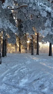 Картинки красота природы зимой (69 фото) » Картинки и статусы про  окружающий мир вокруг