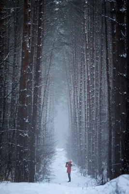 Зимняя прогулка