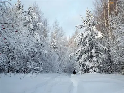 зимняя прогулка в лесу. Фотограф Radoslaw Dranikowski