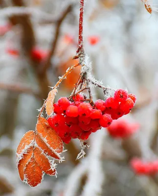 Рябина зимой. Рябина. Зимняя рябина. Зима. Winter 2020. Winter. Ягода под  снегом. | Рябина, Ягоды, Зима