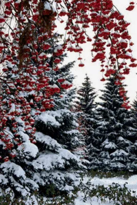 Ветка рябины — конкурс "Зимняя рябина (любители)" — Фотоконкурс.ру