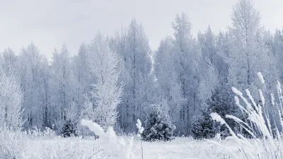 Зимние обои для рабочего стола