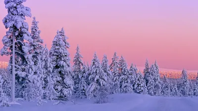 Скачать обои Утренний зимний лес (Снег, Лес, Деревья, Поле, Утро) для  рабочего стола 1366х768 (16:9) бесплатно, Фото Утренний зимний лес Снег,  Лес, Деревья, Поле, Утро на рабочий стол. |  (Wallpapers).