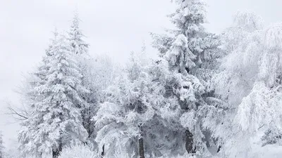 Обои Зимний пейзаж, картинки - Обои для рабочего стола Зимний пейзаж фото  из альбома: (природа)