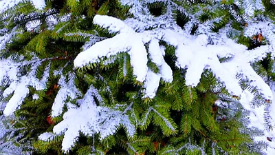 ❄зимний лес❄ сказочный зимний лес …» — создано в Шедевруме