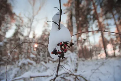 Зимние ягоды / Winter berries |  | Flickr