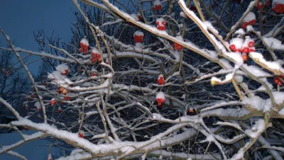 Зимние ягоды. — Фото №78791