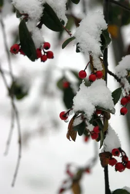Зимние ягоды (66 фото) »