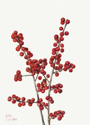 Картина Picsis Зимние ягоды, 660x430x40 мм 1101-11058018 - выгодная цена,  отзывы, характеристики, фото - купить в Москве и РФ