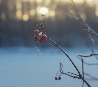 Ветка декоративная, 75 см, пенопласт, малиновая, Зимние ягоды, Winter berry  — купить в интернет-магазине Kuchenland Home с доставкой по Москве и России