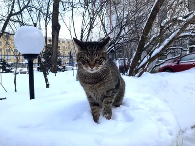 Кошка в зимней одежде строит …» — создано в Шедевруме