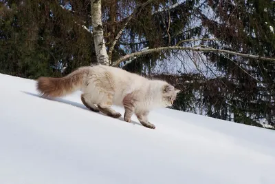 Несколько пород домашних кошек, которые готовы к зимним прогулкам | Пикабу