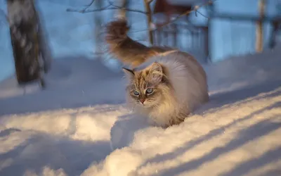 Несколько пород домашних кошек, которые готовы к зимним прогулкам | Пикабу