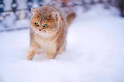 Winter's Warm Spark: An Orange Cat in Snow | Кошачьи фотографии, Кошачьи,  Животные