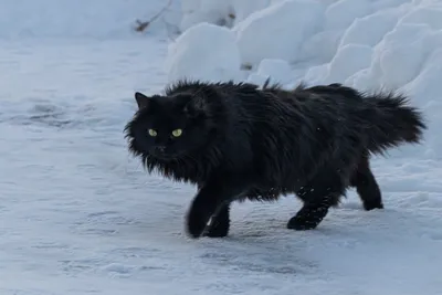 Зимний котик 🐅» — создано в Шедевруме