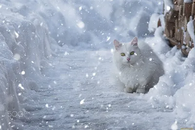 Милый маленький зимний котик» — создано в Шедевруме