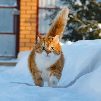 Милый котик с зимней шапкой» — создано в Шедевруме