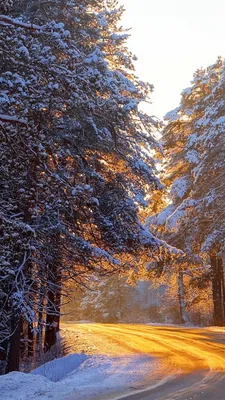 Красивые зимние обои вертикальные на айфон (17 фото)