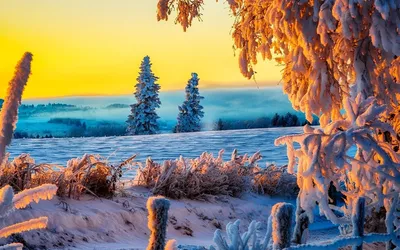 Обои Рождественский день, праздник, снег, зима, дерево - картинка на  рабочий стол и фото бесплатно